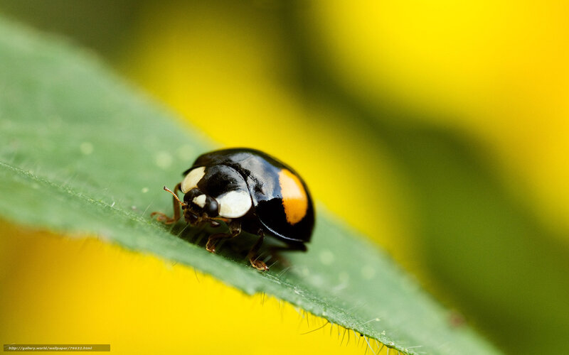 Ladybug on Green Leaf — Calm, Summer