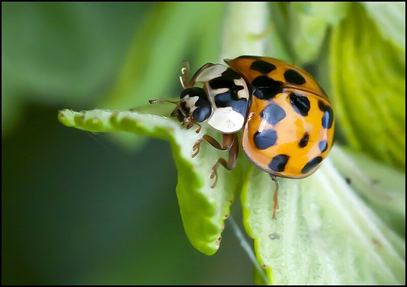 Ladybug on Green Leaf — Calm