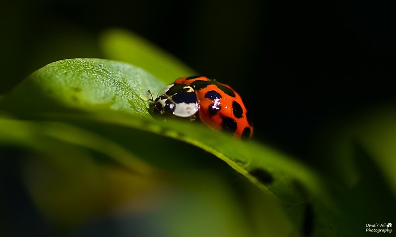 Ladybug on Green Leaf — Dramatic