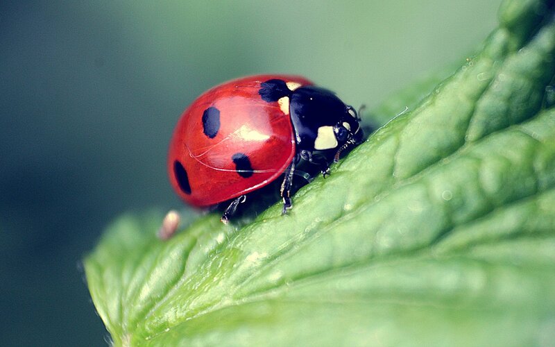 Ladybug on Green Leaf — Insect, Black