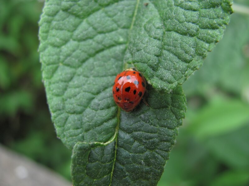 Ladybug on Green Leaf — Insect, Red