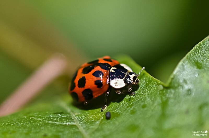 Ladybug on Green Leaf — Natural, Afternoon, Photograph, Insect, Spot