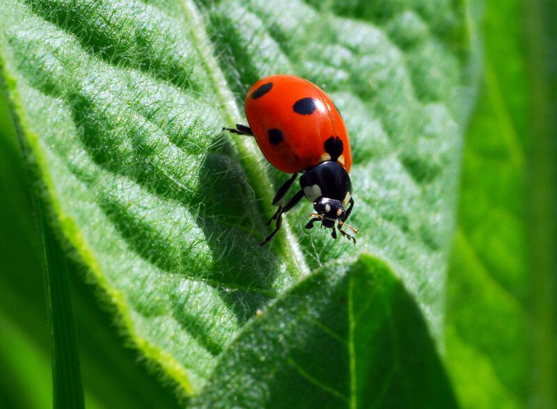 Ladybug on Green Leaf — Natural, Afternoon, Photograph, Insect
