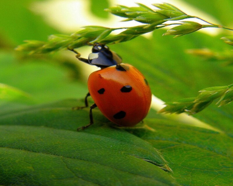 Ladybug on Green Leaf — Natural, Afternoon, Photograph, Plant, Red