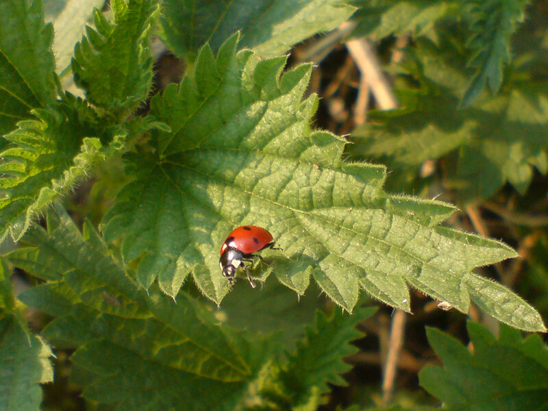 Ladybug on Green Leaf — Natural, Afternoon, Photograph, Plant