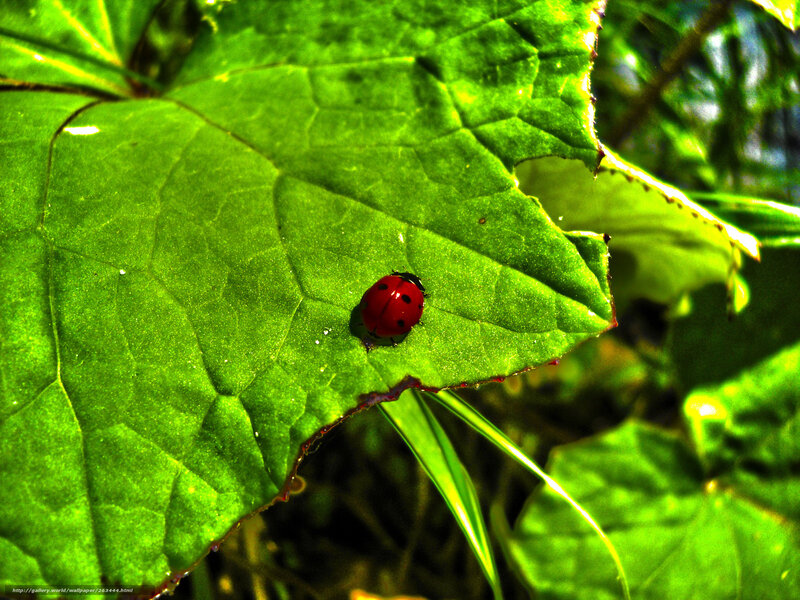 Ladybug on Green Leaf — Natural, Afternoon, Photograph
