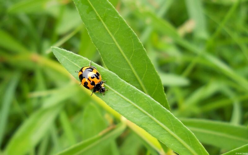 Ladybug on Green Leaf — Natural, Afternoon