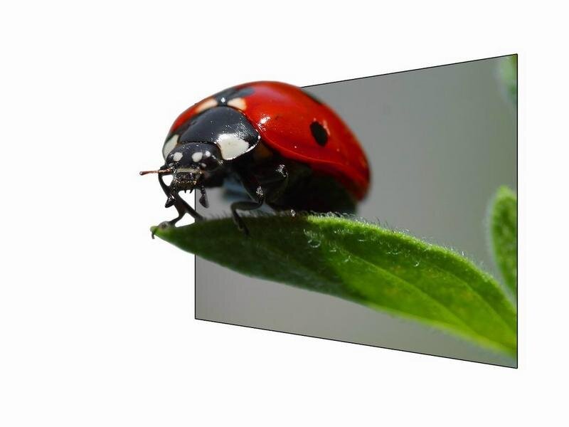 Ladybug on Green Leaf — Natural, Black