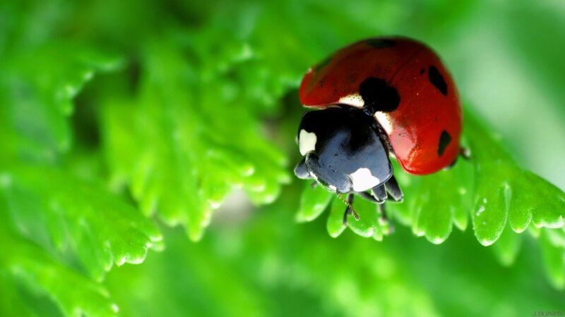 Ladybug on Green Leaf — Natural, Insect