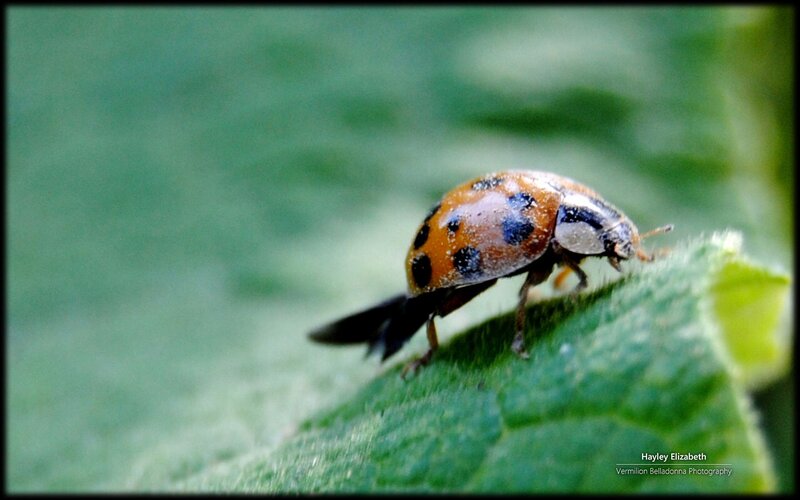 Ladybug on Green Leaf — Natural, Photograph, Insect