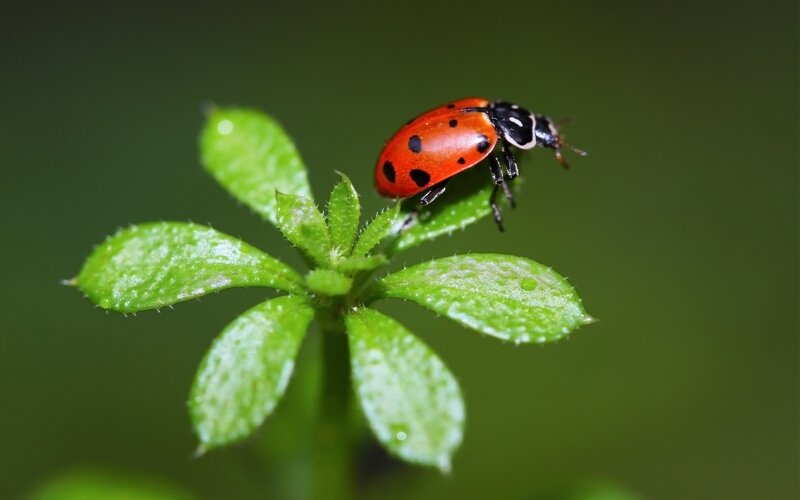 Ladybug on Green Leaf — Natural, Photograph, Plant