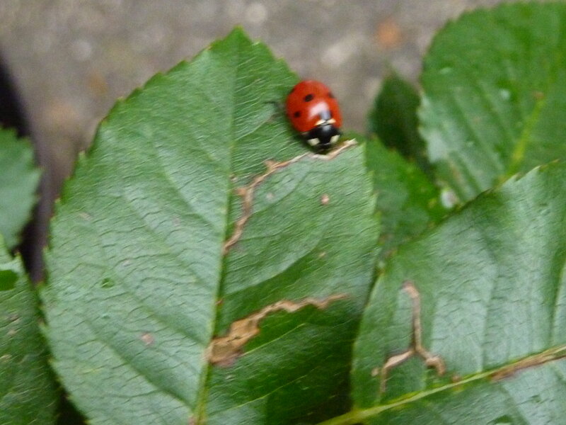 Ladybug on Green Leaf — Natural, Photograph