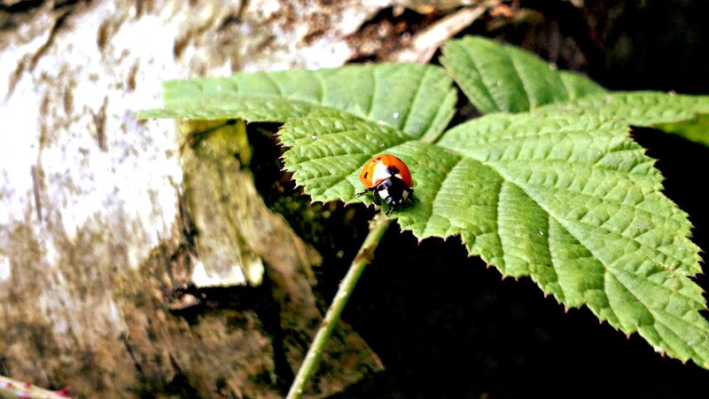 Ladybug on Green Leaf — Natural, Photograph, Tree Bark