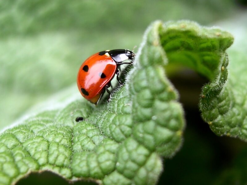 Ladybug on Green Leaf — Natural