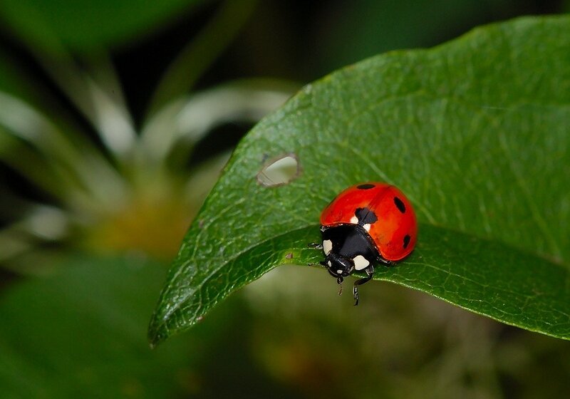 Ladybug on Green Leaf — Photograph, Black