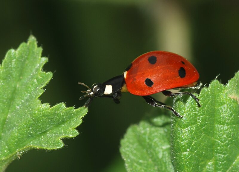Ladybug on Green Leaf — Red, Afternoon