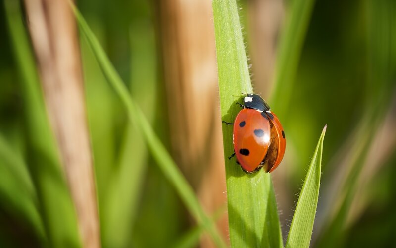 Ladybug on Green Leaf — Red, Calm, Afternoon, Photograph, Grass