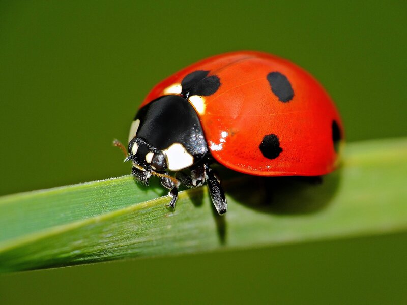 Ladybug on Green Leaf — Red, Calm, Afternoon, Photograph, Insect