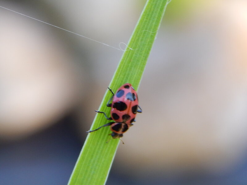 Ladybug on Green Leaf — Red, Calm, Afternoon, Photograph, Spiderweb
