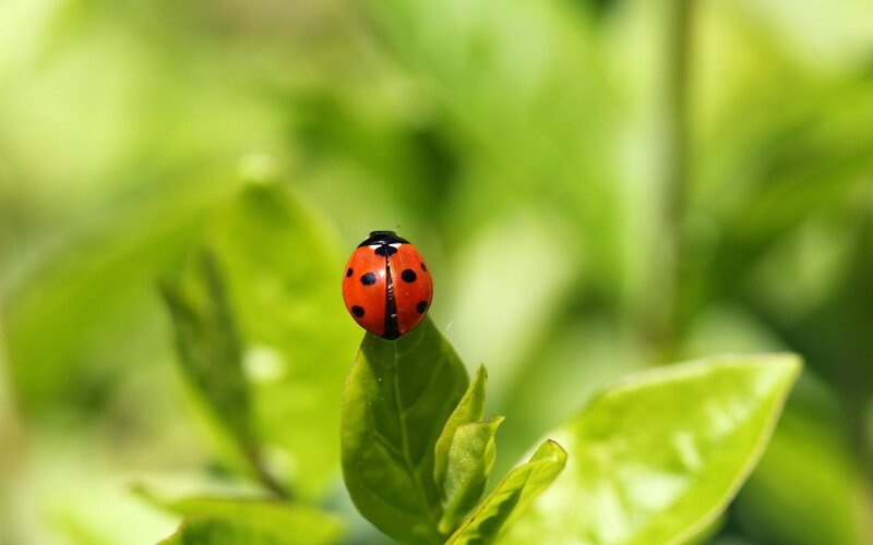 Ladybug on Green Leaf — Red, Calm, Afternoon, Photograph