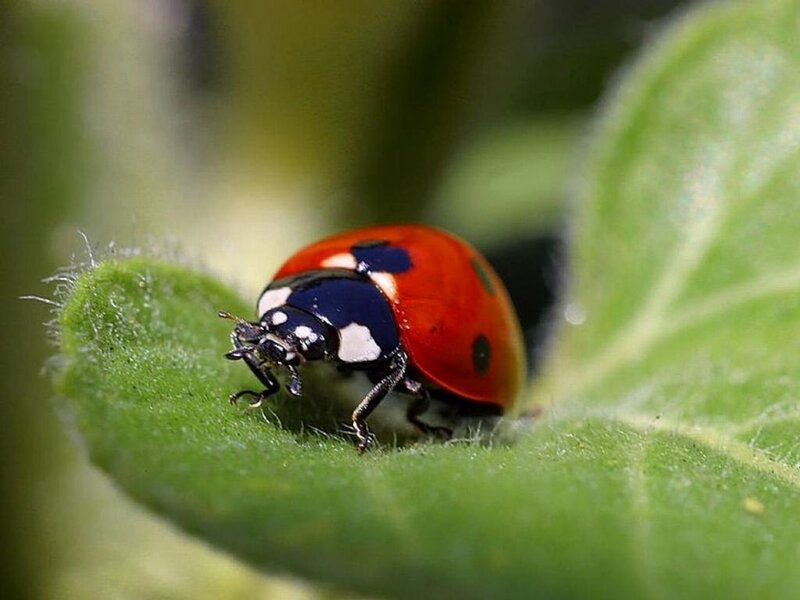 Ladybug on Green Leaf — Red, Calm, Afternoon