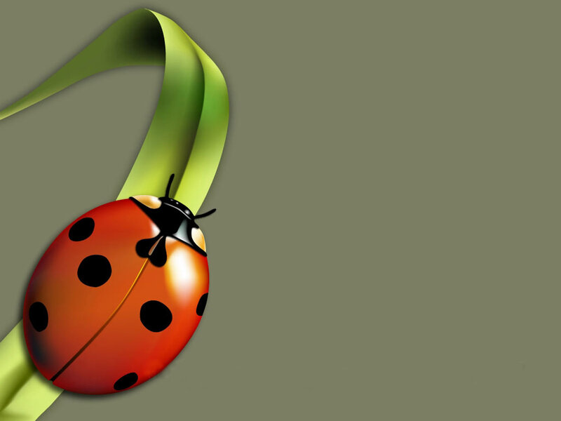 Ladybug on Green Leaf — Red, Calm, Digital Art, Insect, Gray