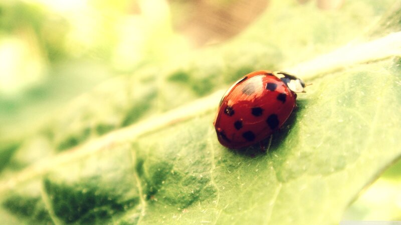 Ladybug on Green Leaf — Red, Calm, Morning, Photograph, Sunlight