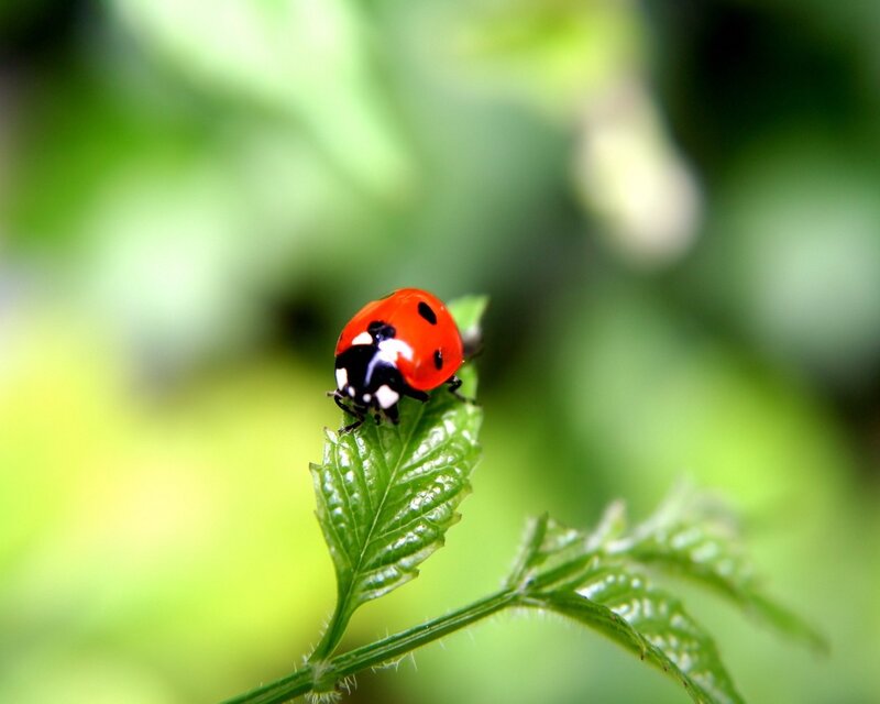 Ladybug on Green Leaf — Red, Calm, Morning, Photograph