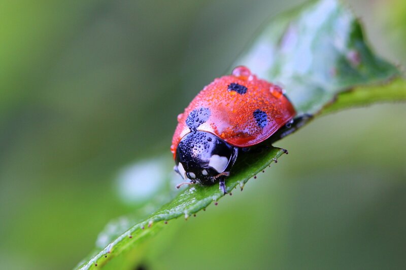 Ladybug on Green Leaf — Red, Calm, Morning, Photograph, Water Droplets