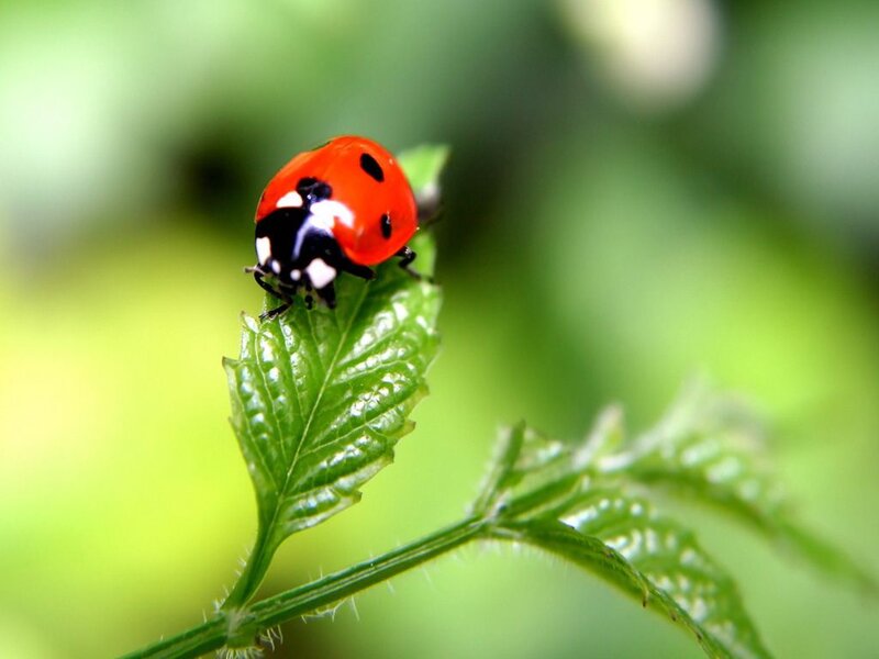Ladybug on Green Leaf — Red, Calm, Morning