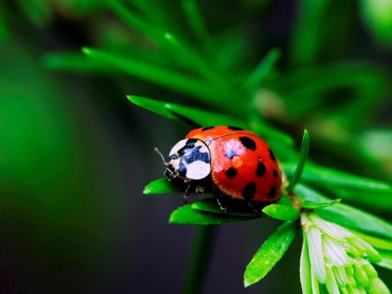 Ladybug on Green Leaf — Red, Calm, Photograph, Plant