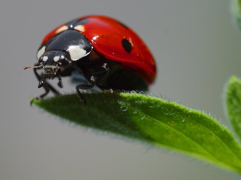 Ladybug on Green Leaf — Red, Calm, Photograph