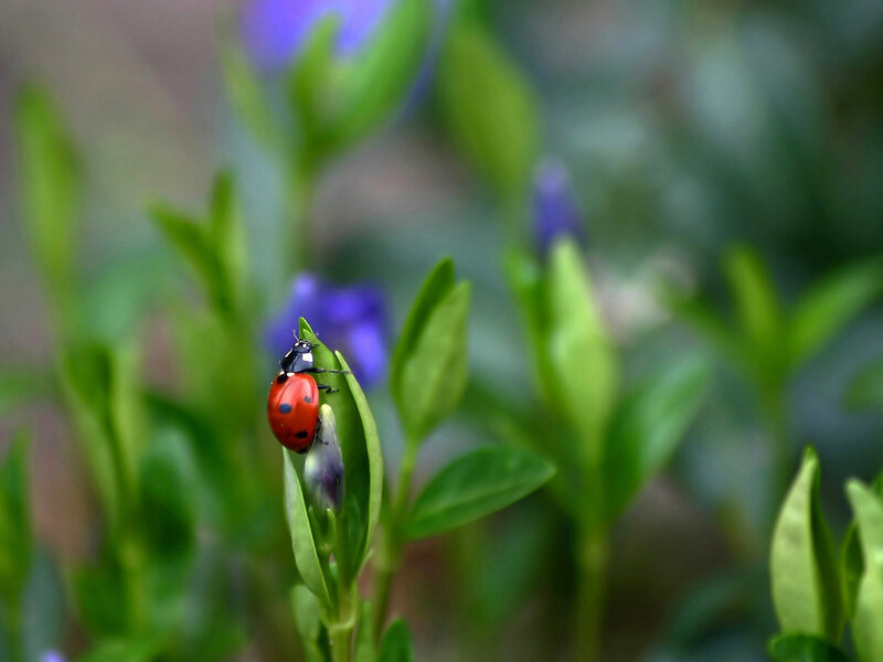 Ladybug on Green Leaf — Red, Calm, Spring, Photograph