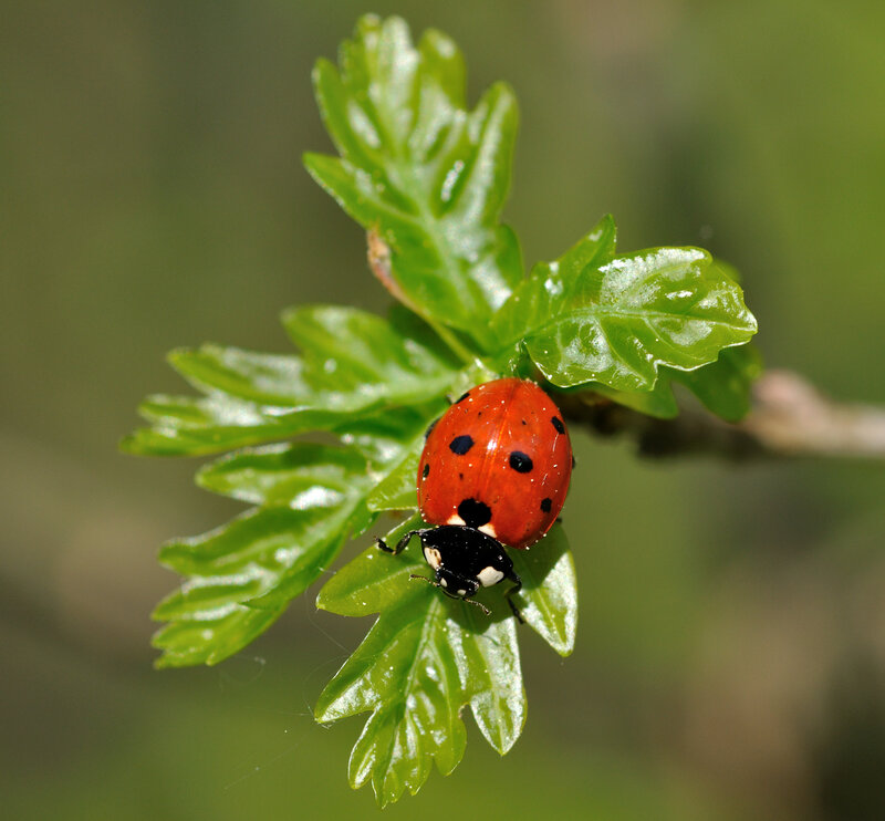 Ladybug on Green Leaf — Red, Calm, Spring