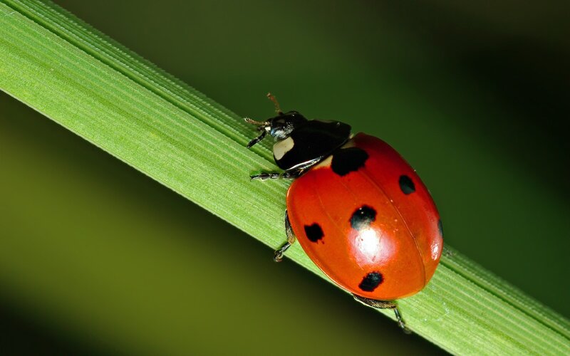 Ladybug on Green Leaf — Red, Insect