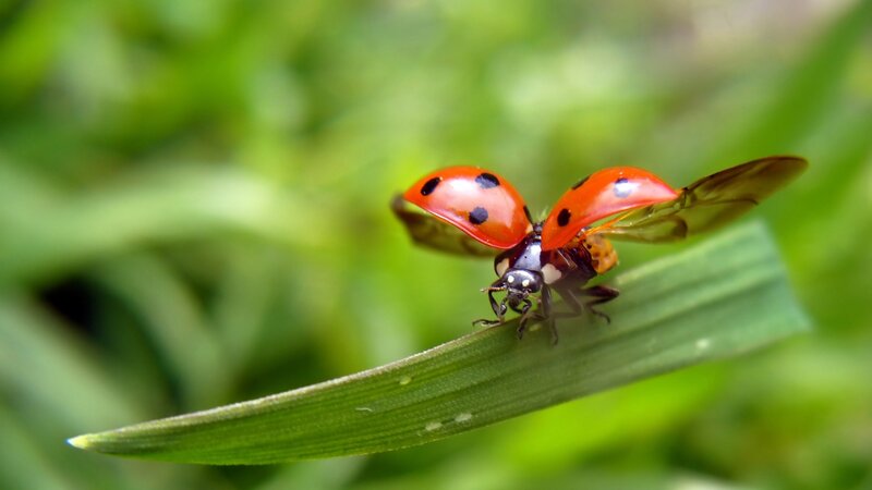 Ladybug on Green Leaf — Red, Natural, Afternoon, Photograph, Insect