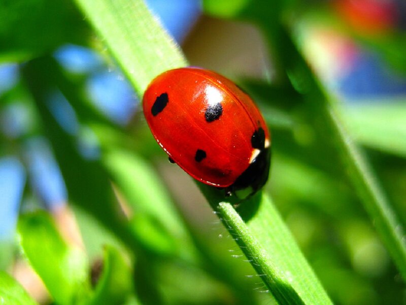 Ladybug on Green Leaf — Red, Natural, Afternoon, Photograph