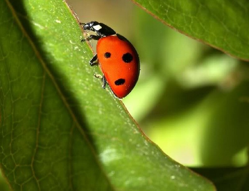 Ladybug on Green Leaf — Red, Natural, Afternoon