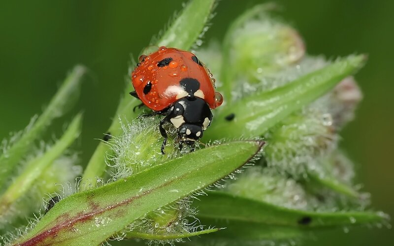 Ladybug on Green Leaf — Red, Natural, Morning