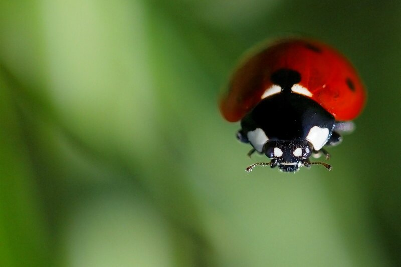 Ladybug on Green Leaf — Red, Natural, Photograph, Insect
