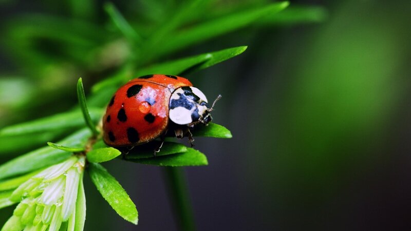Ladybug on Green Leaf — Red, Natural, Photograph, Plant, Insect