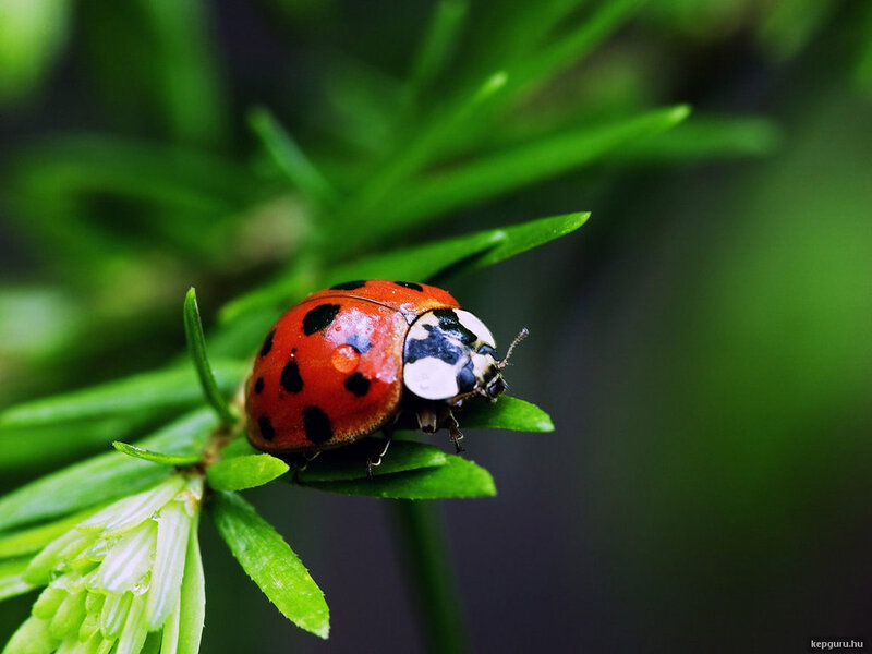 Ladybug on Green Leaf — Red, Natural, Photograph, Plant
