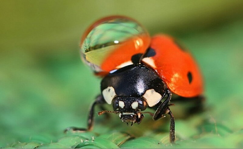 Ladybug on Green Leaf — Red, Natural, Photograph