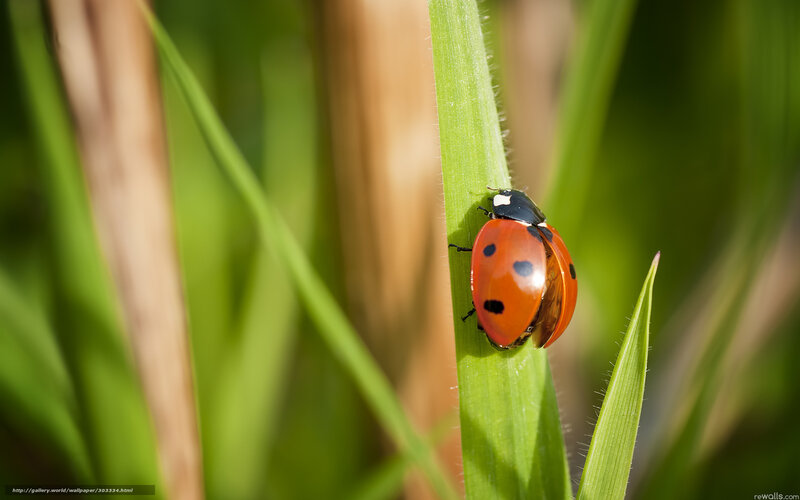 Ladybug on Green Leaf — Red, Serene, Afternoon, Photograph