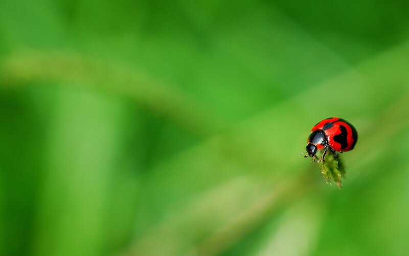 Ladybug on Green Leaf — Red, Serene, Afternoon