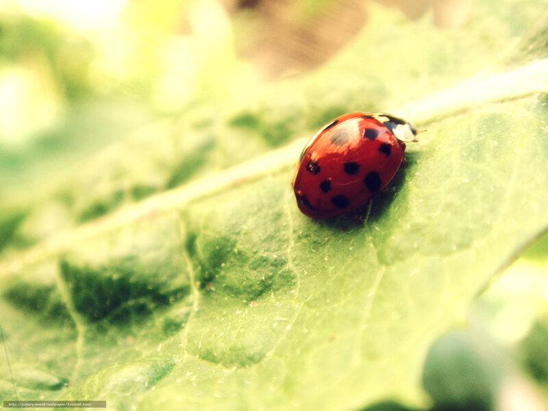 Ladybug on Green Leaf — Red, Serene, Morning, Photograph, Sunlight