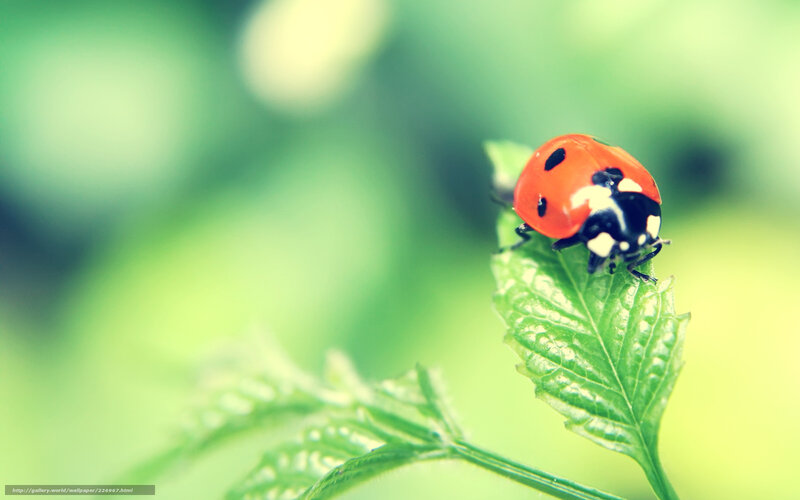 Ladybug on Green Leaf — Red, Serene, Photograph