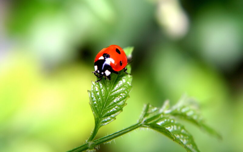 Ladybug on Green Leaf — Red, Serene
