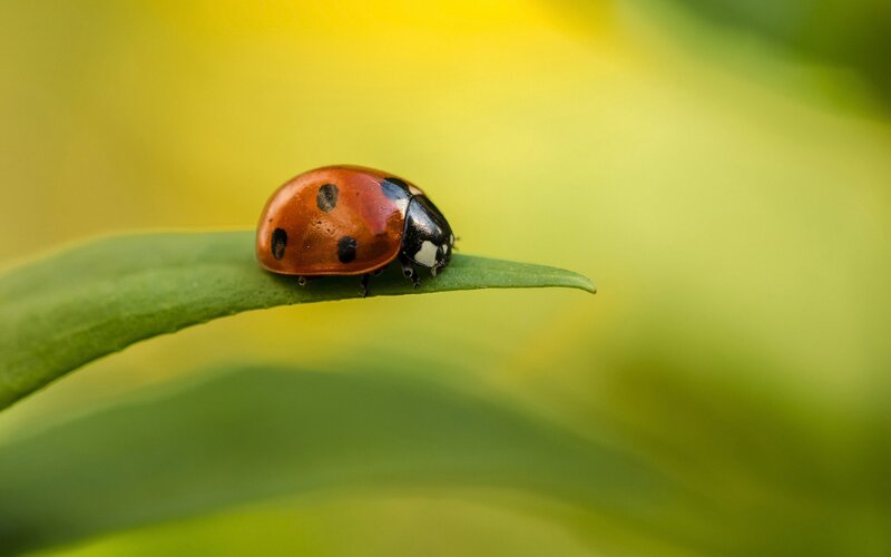 Ladybug on Green Leaf — Serene, Afternoon, Photograph, Background