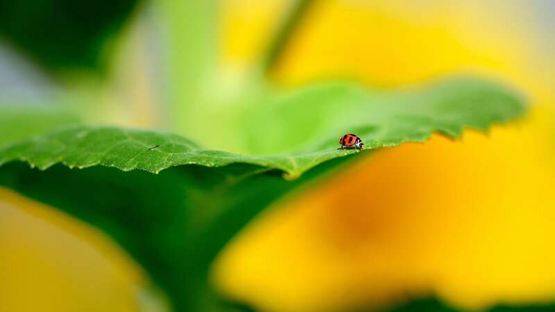 Ladybug on Green Leaf — Serene, Afternoon, Photograph, Flower